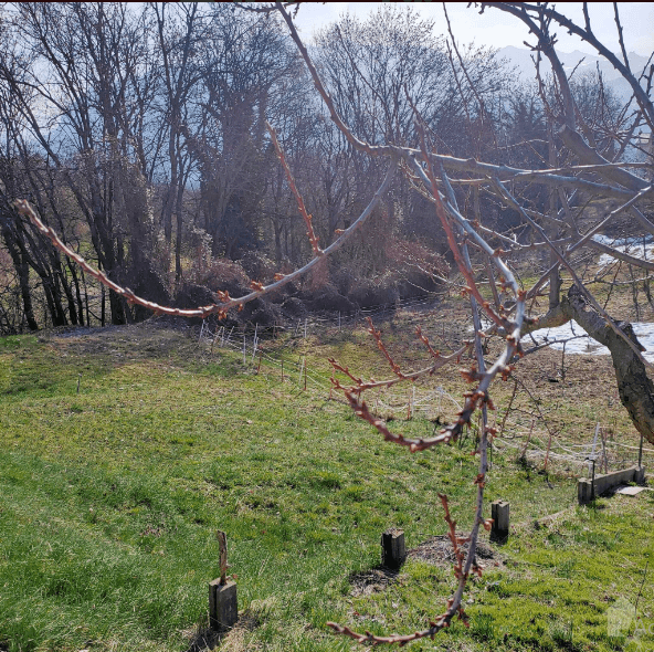 2058 – Terrain 150000 CHF – 533 m²